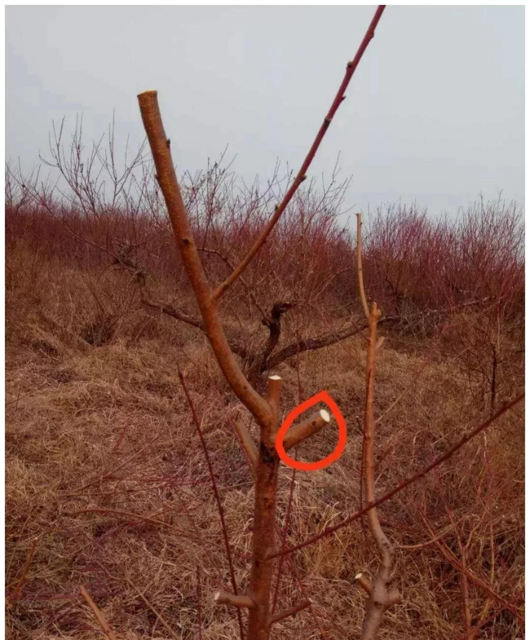 桃树花芽分化后修剪,桃树花芽不多怎么修剪