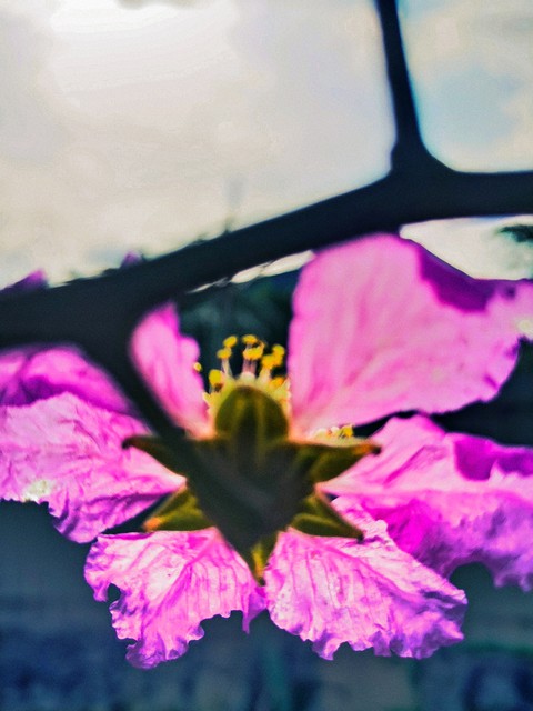 紫薇都市田园直播,紫薇都市田园好玩吗