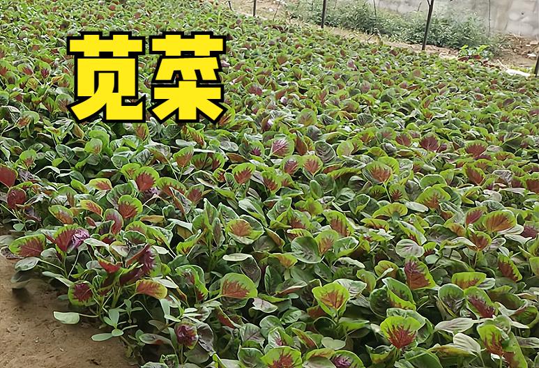 3月份有哪些蔬菜可以播种,3到10月适合种植哪些蔬菜