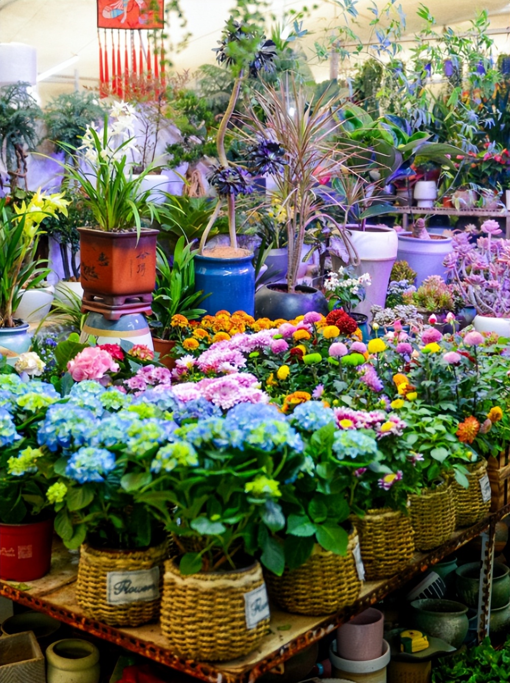 雨雪天气,来济南这些宝藏花市再合适不过了!快去把春天的浪漫抱回家吧!