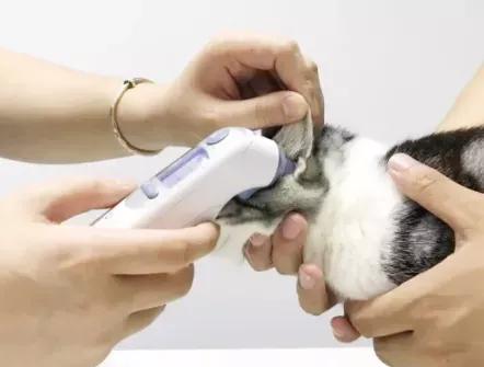 新手养猫猫咪健康自测法,新手怎么判定猫咪发烧