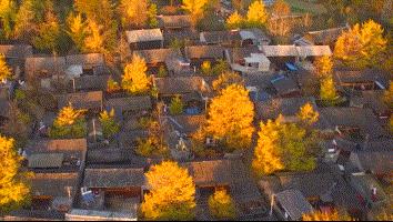 年度最佳22℃暖冬小城!全国唯一半城银杏,半城温泉!现在来刚好