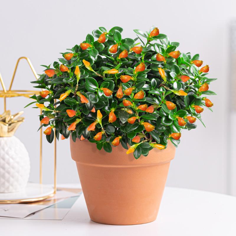 会开花的吊兰有几种,十种最好养的吊兰花