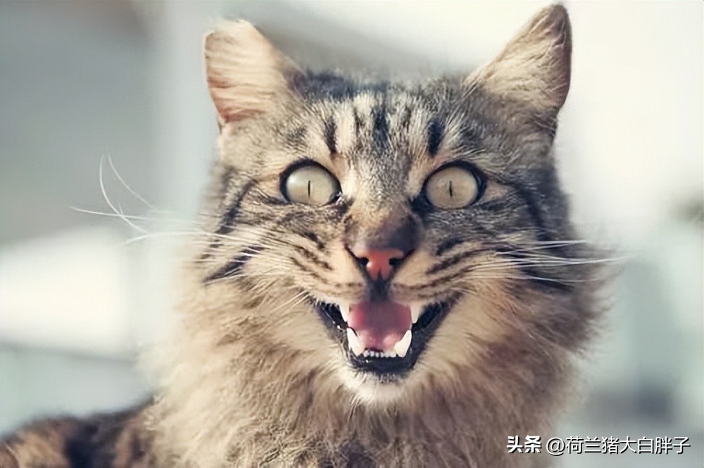 怎么看猫咪的冷知识和热搜,猫咪味觉如何这些冷知识你知道吗