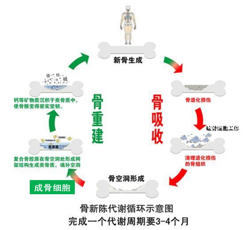 骨量减少怎么补充钙和d3,骨量减少了补钙还能恢复吗