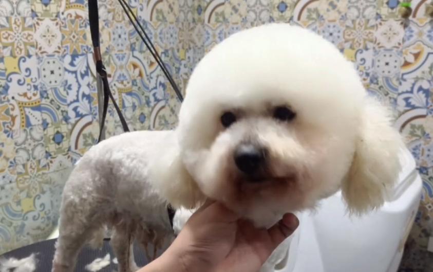 流浪小比熊到宠物店剪毛,在公园给比熊剪毛视频