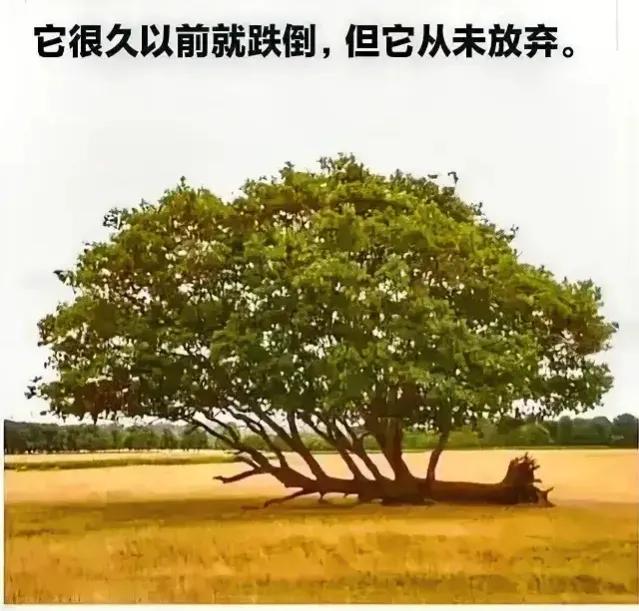 外国人为何在中国这么吃香？是我们有包容度？还是内心太自卑？