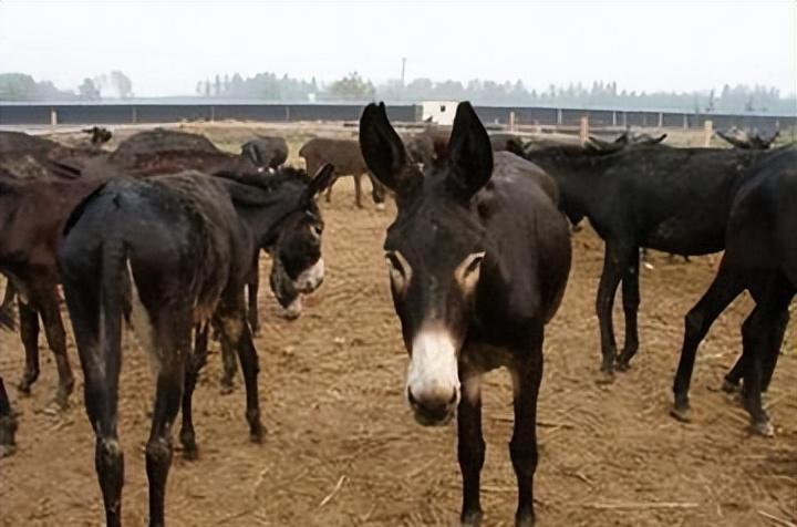 养三十头驴成本利润,养50头驴一年多少利润