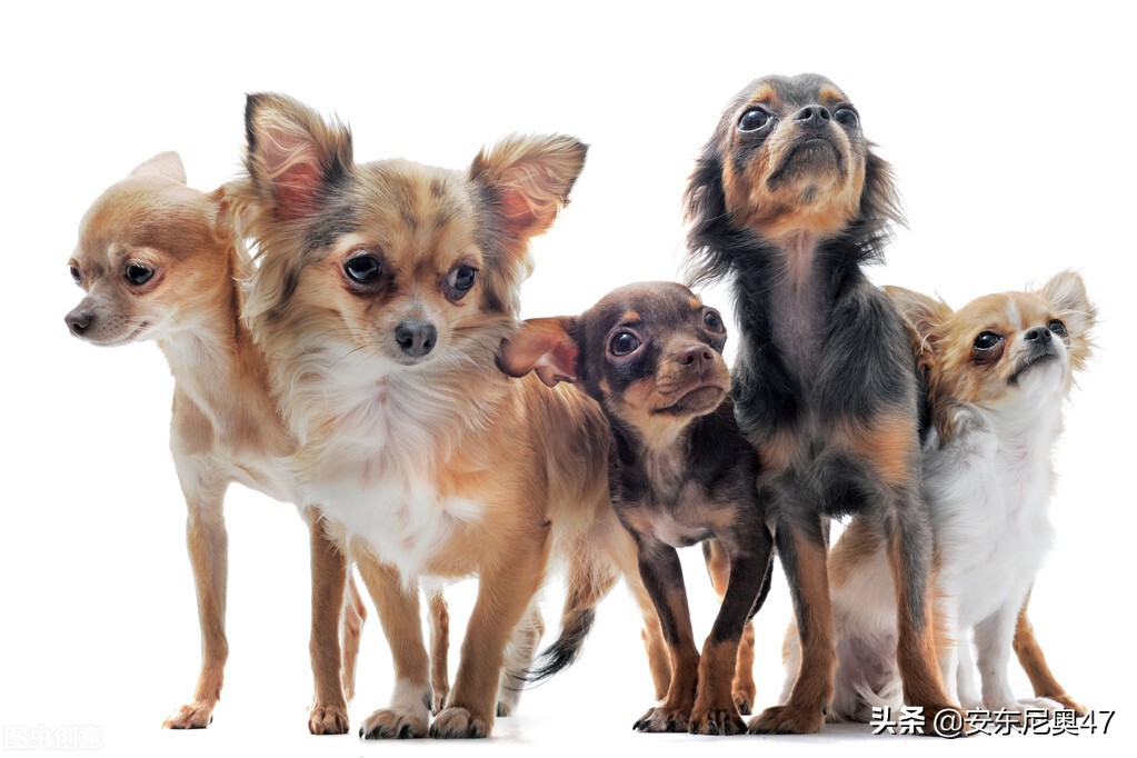 吉娃娃叫嚣大狗,吉娃娃小狗挑战大狗