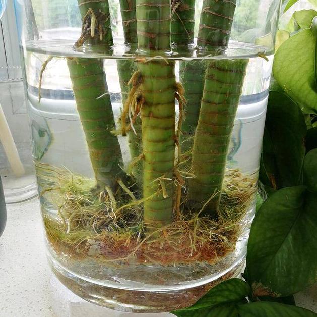 发财竹叶子黄怎么办,水培发财竹黄叶掉叶怎样补救冬天