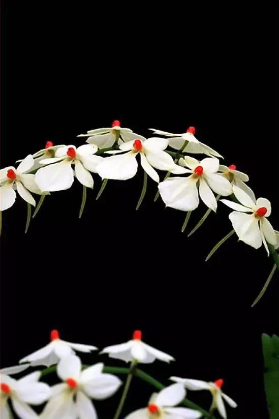 十种最有名的兰花图片,最美的100种兰花图片