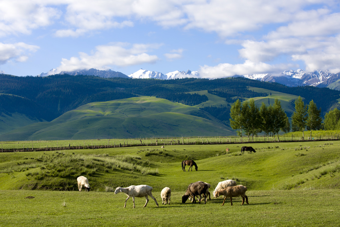 散文|李娟：富裕的肥皂