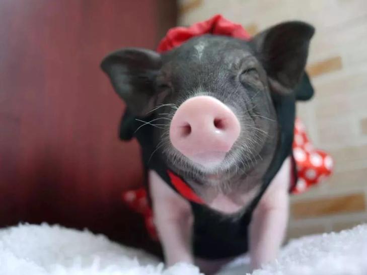 巴马香猪濒临灭绝,为什么中国土猪濒临灭绝呢