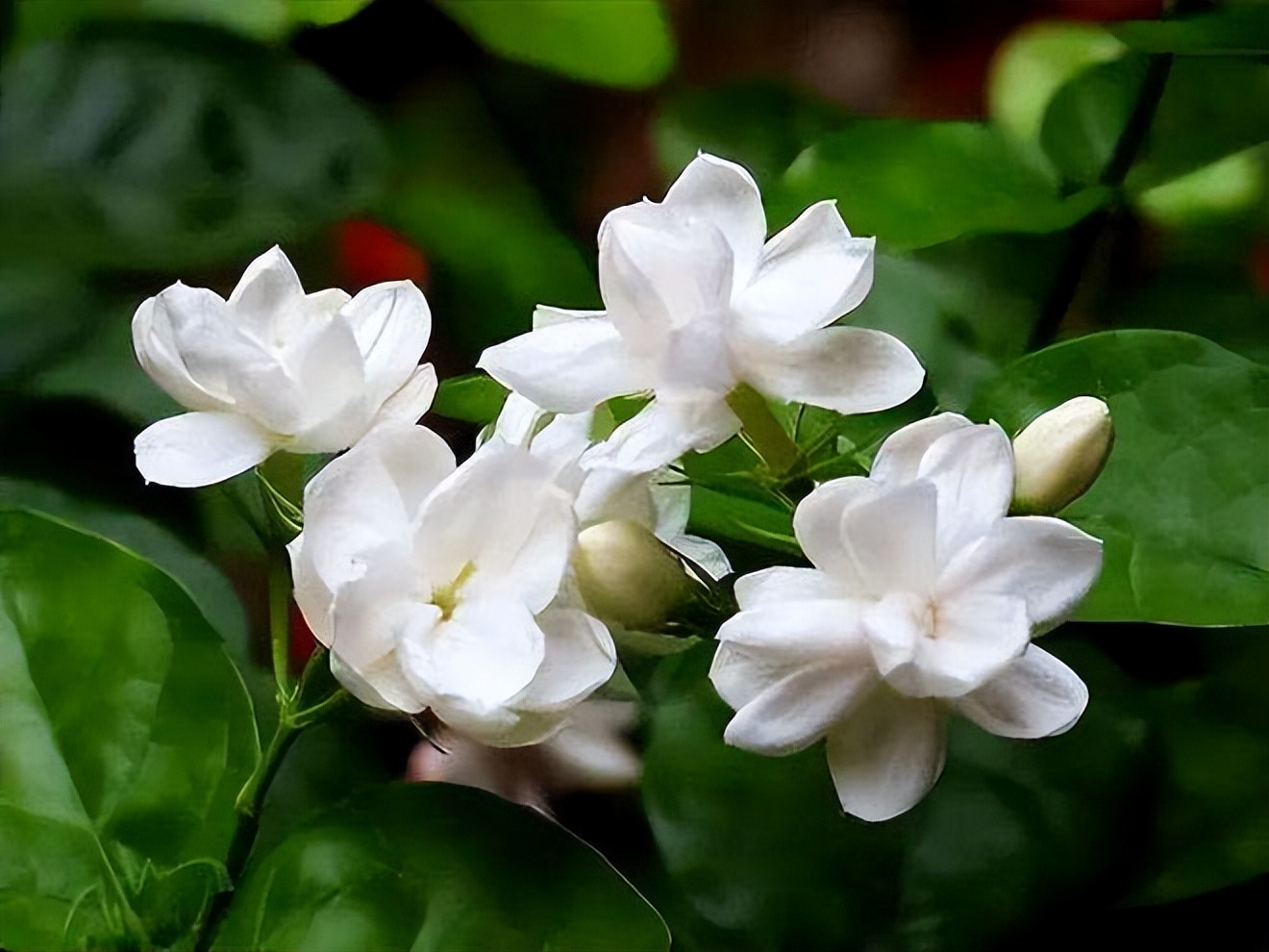 一棵树，香遍一条街！优秀的落叶香花乔木——日本雪铃树