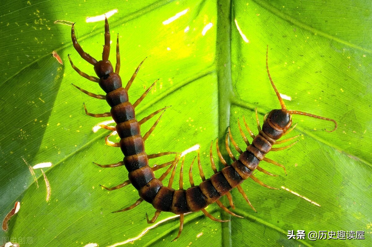 五毒之首的蜈蚣能打败蝎子吗,五毒蜈蚣为什么毒不死