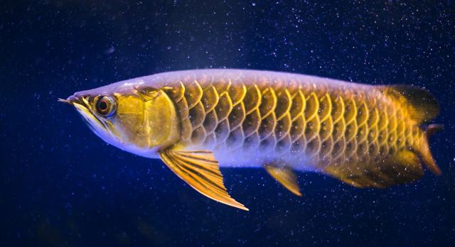 萨摩耶吃的食物,萨摩耶狗吃哪些蔬菜