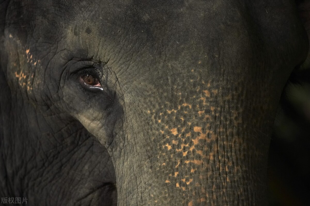 新加坡夜间野生动物园,新加坡野生动物园哪些值得看