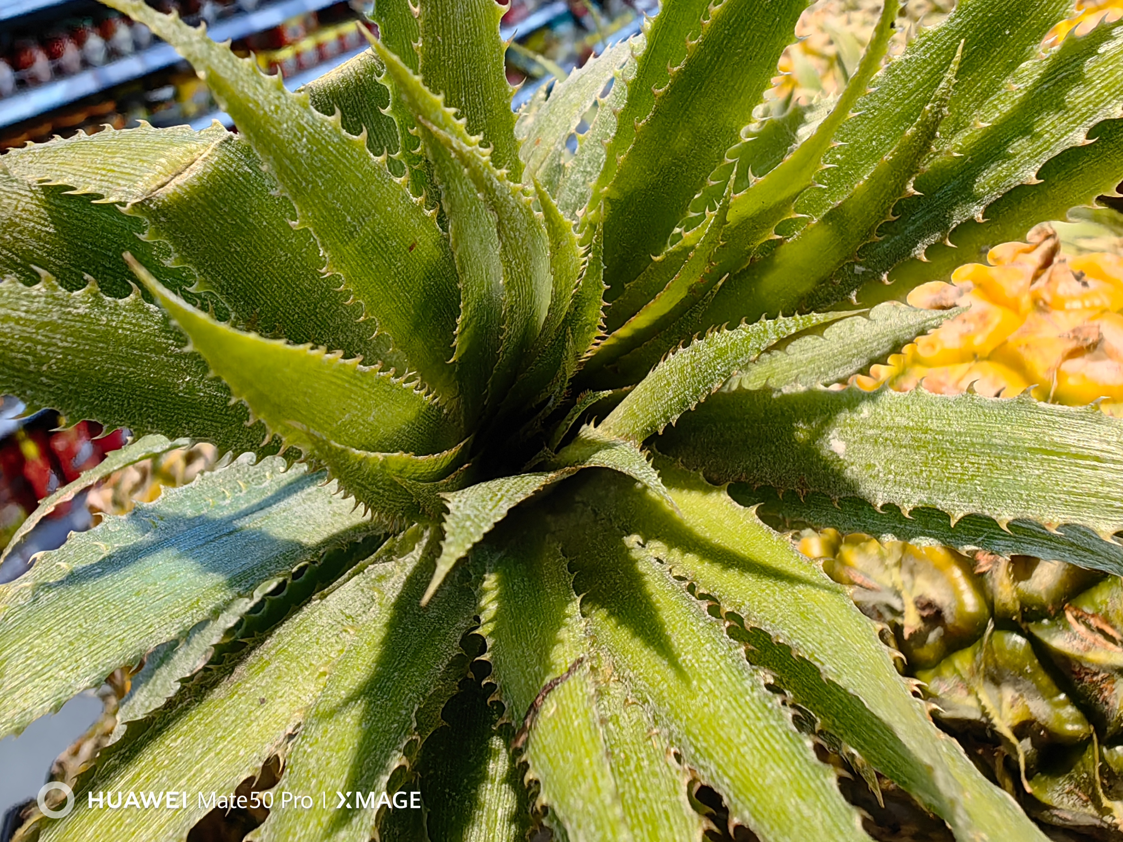 华为mate50pro为什么不用徕卡,华为mate50pro不用徕卡了吗