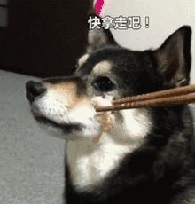 狗狗没有安全感的表现有哪些,没有安全感狗狗能睡这么踏实