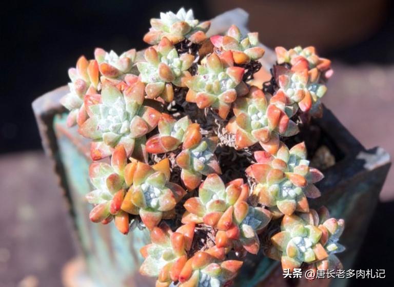 多肉长时间不发根怎么办,多肉为什么老是不服盆