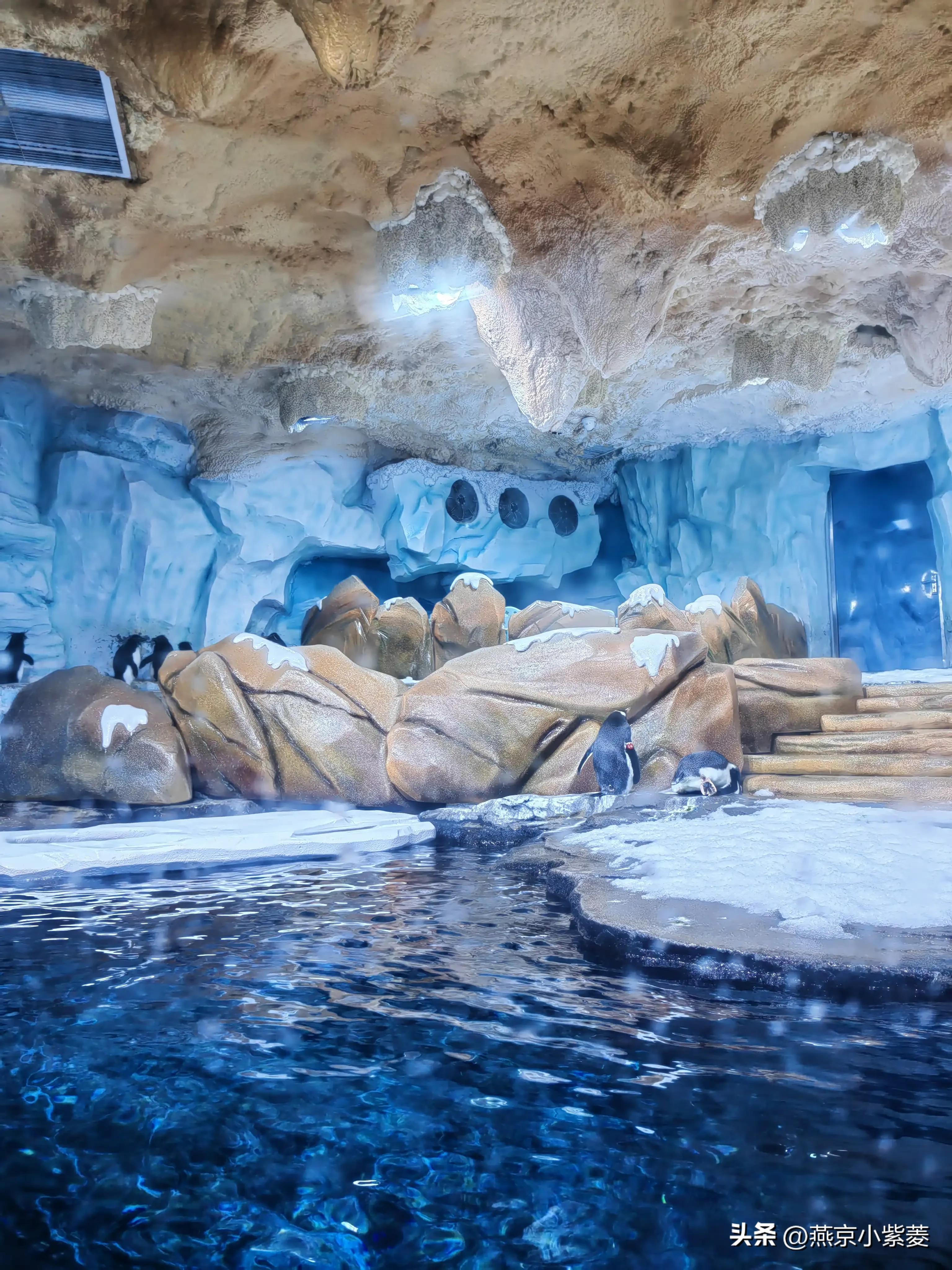 青岛海昌极地海洋世界好玩吗,青岛海昌极地海洋世界vs青岛海底世界