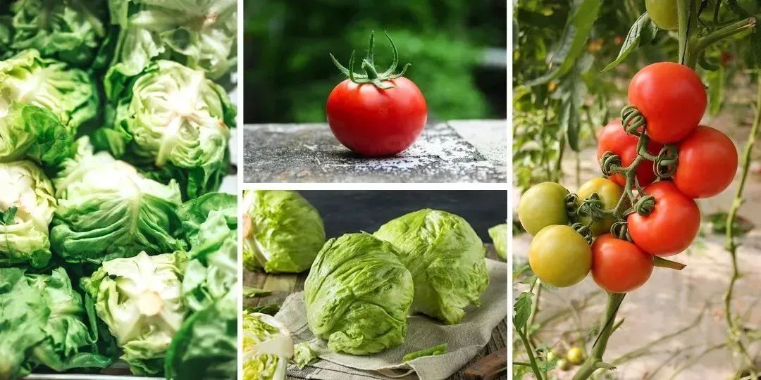 启承研究：学习萨利亚，如何打造“极致性价比”的餐饮千店连锁？