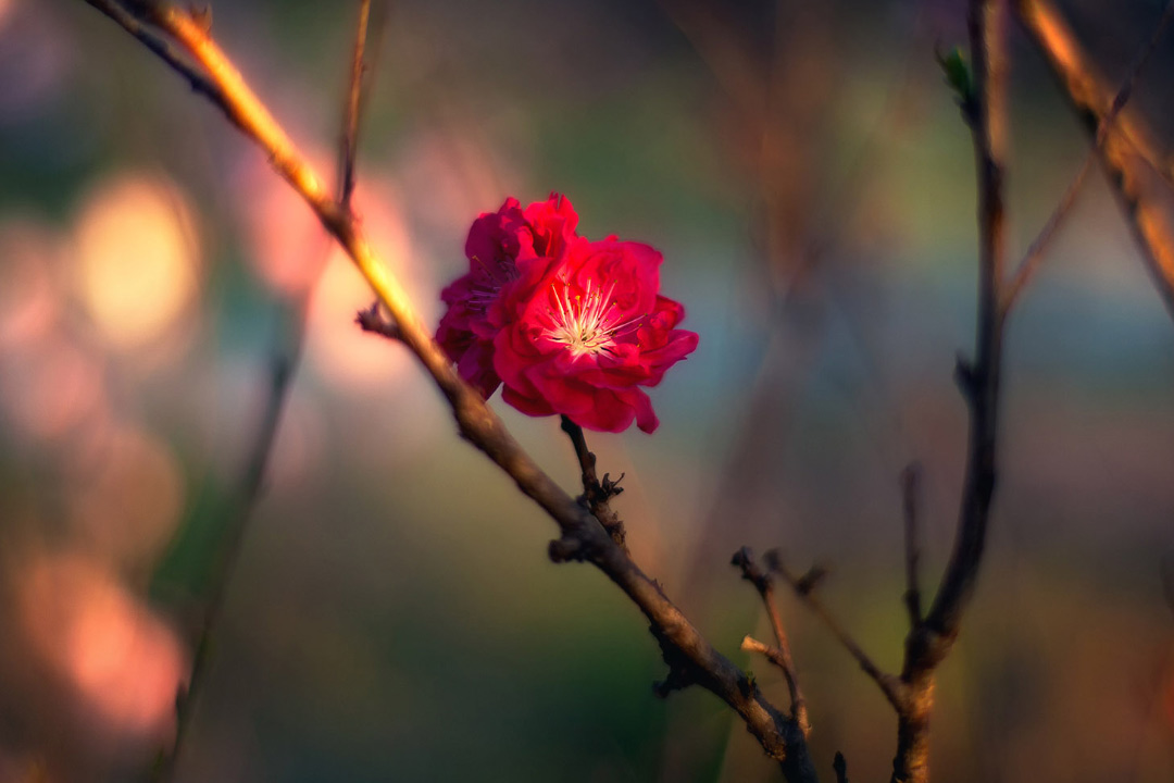 除夕的经典古诗句精选大全,关于除夕的诗句常见有着美好祝愿