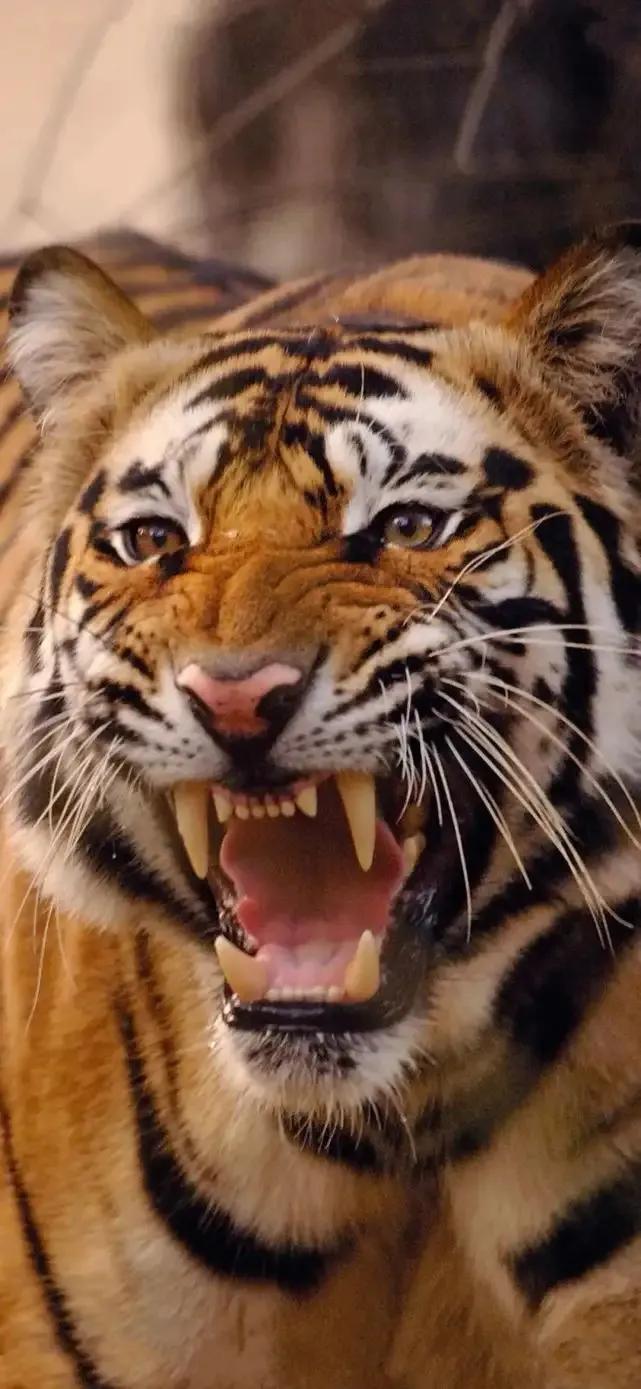 戏说老虎图文杂汇