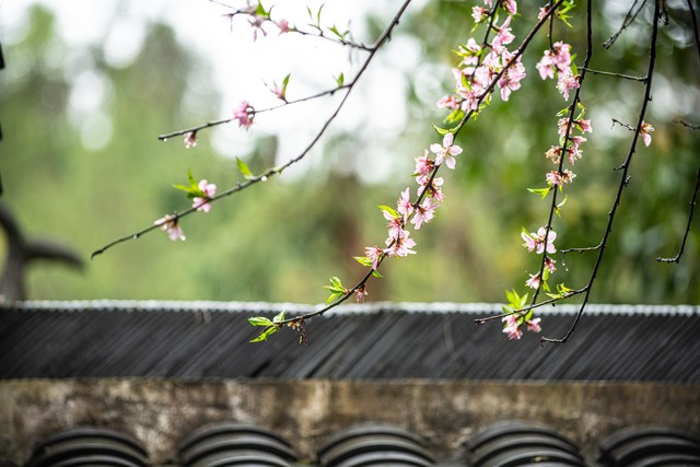 写春回大地的诗,指春回大地的诗句