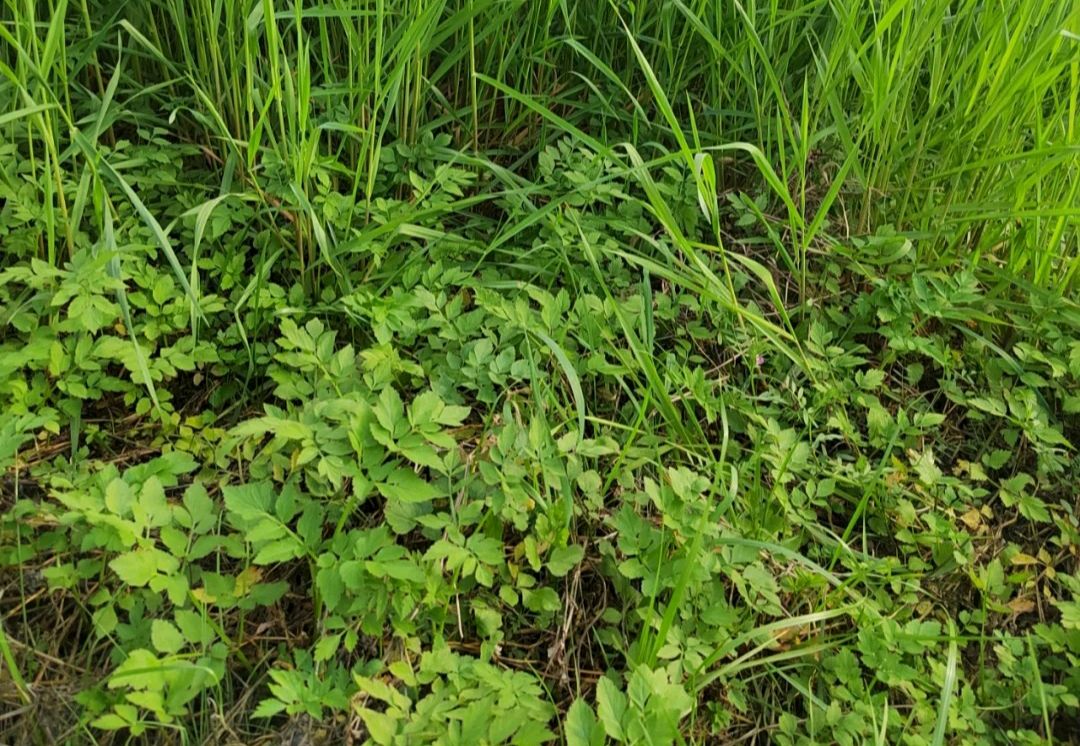 100种野菜大全图解,认识100种野菜视频大全完整版