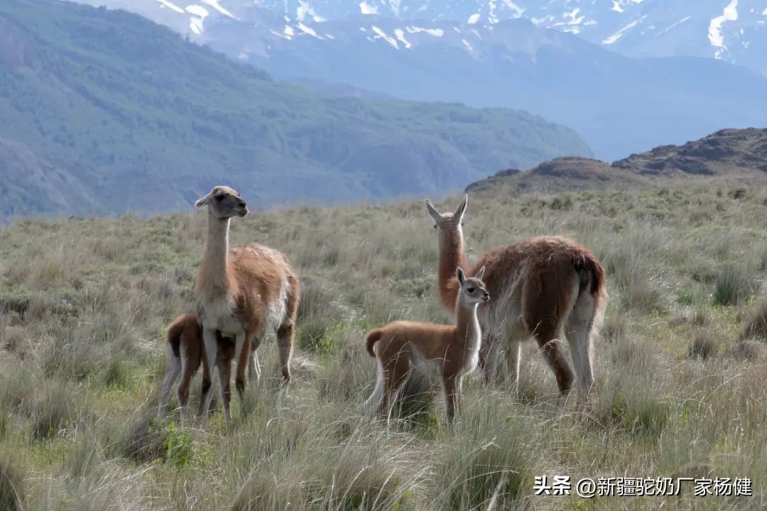 骆驼一般都在哪里出现,骆驼在哪里才有