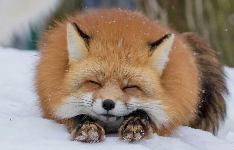 突破基因枷锁会怎样,普通马和斑马杂交是否可育