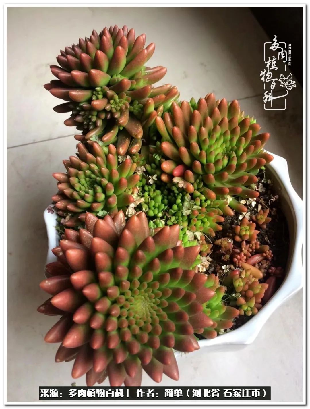 自从养了多肉以后视频,养多肉治愈生活中的疲惫和琐碎