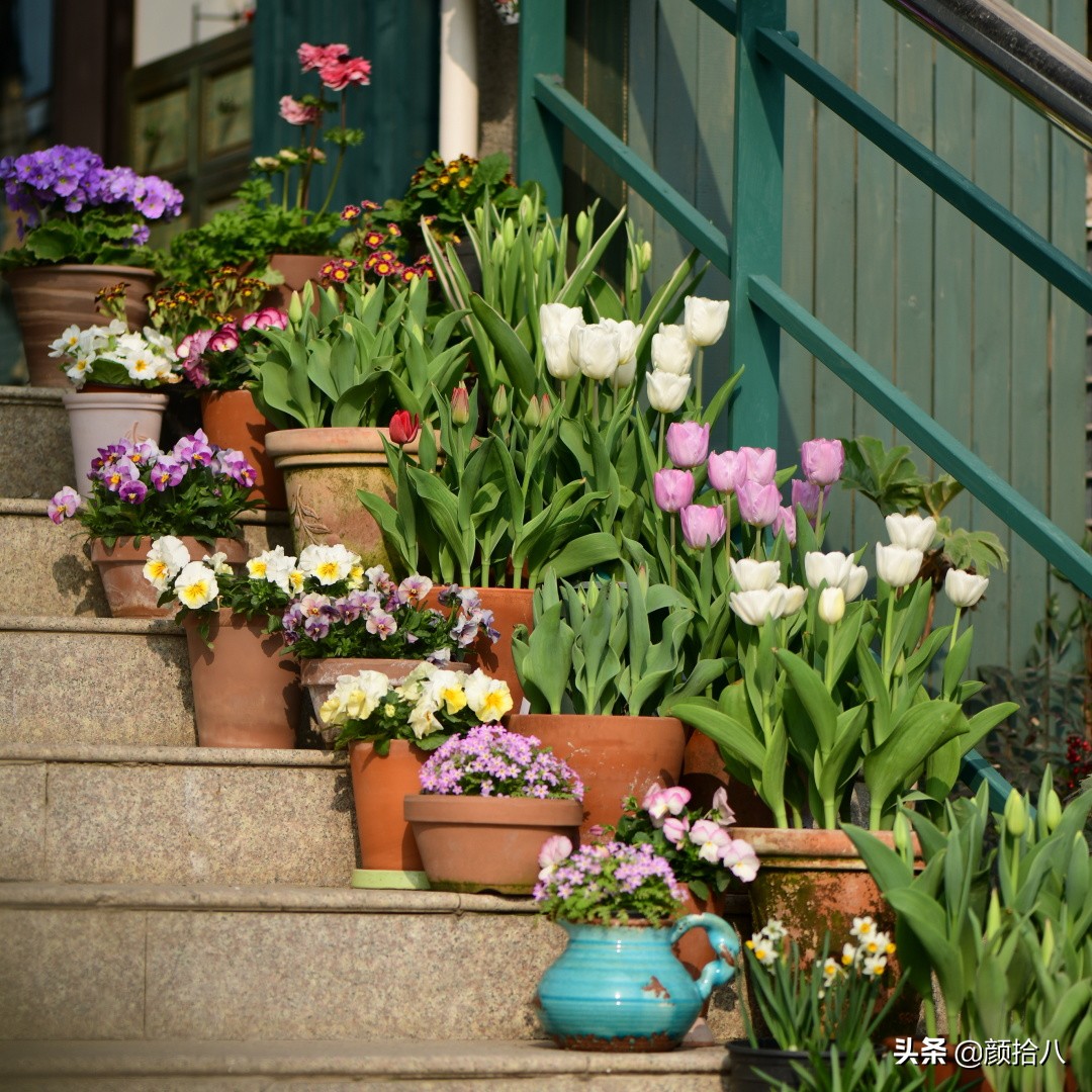 倏然而至的郁金香花季，第一波|园丁