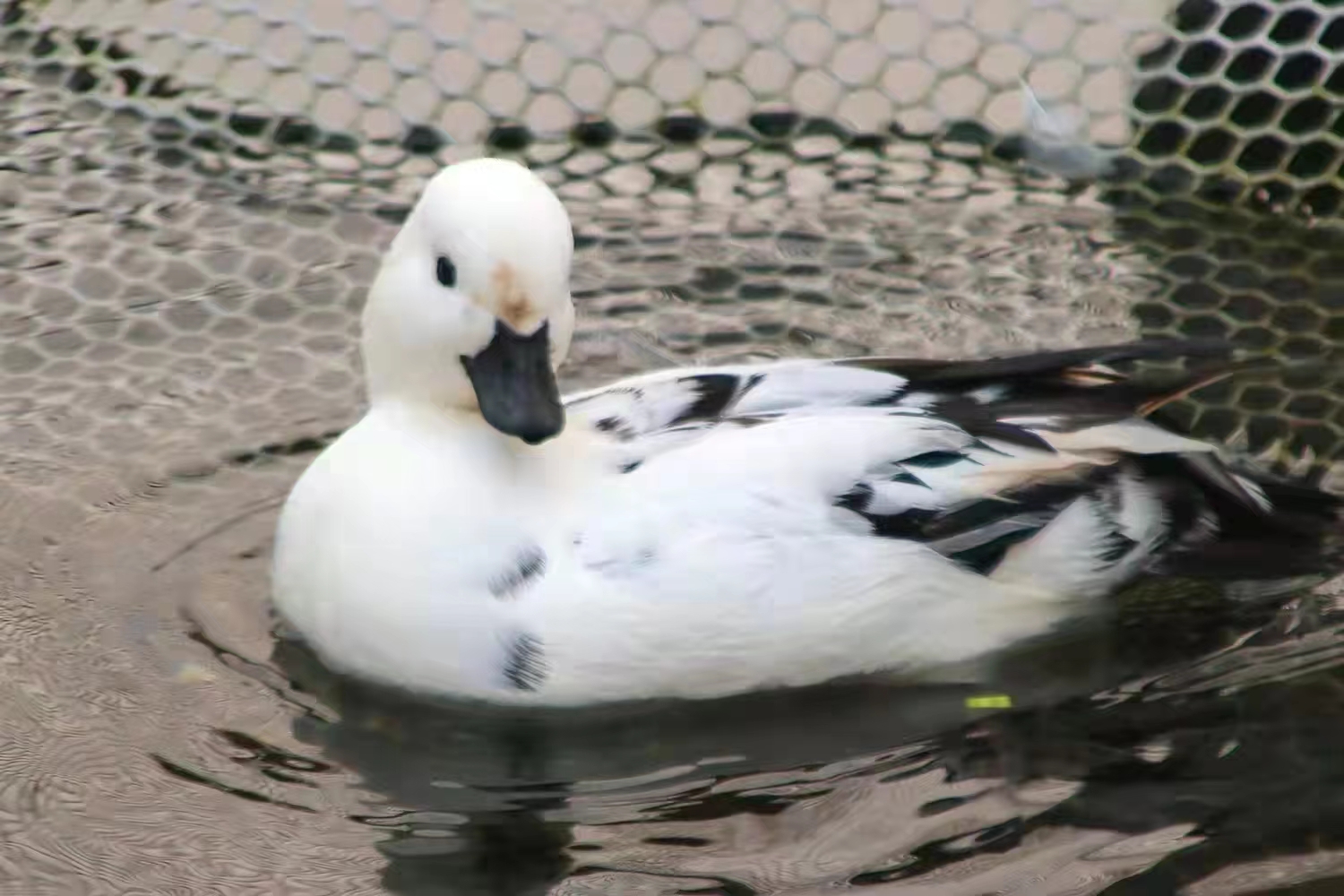 鸭子拉白粪是怎么引起的,鸭拉白稀屎怎么办