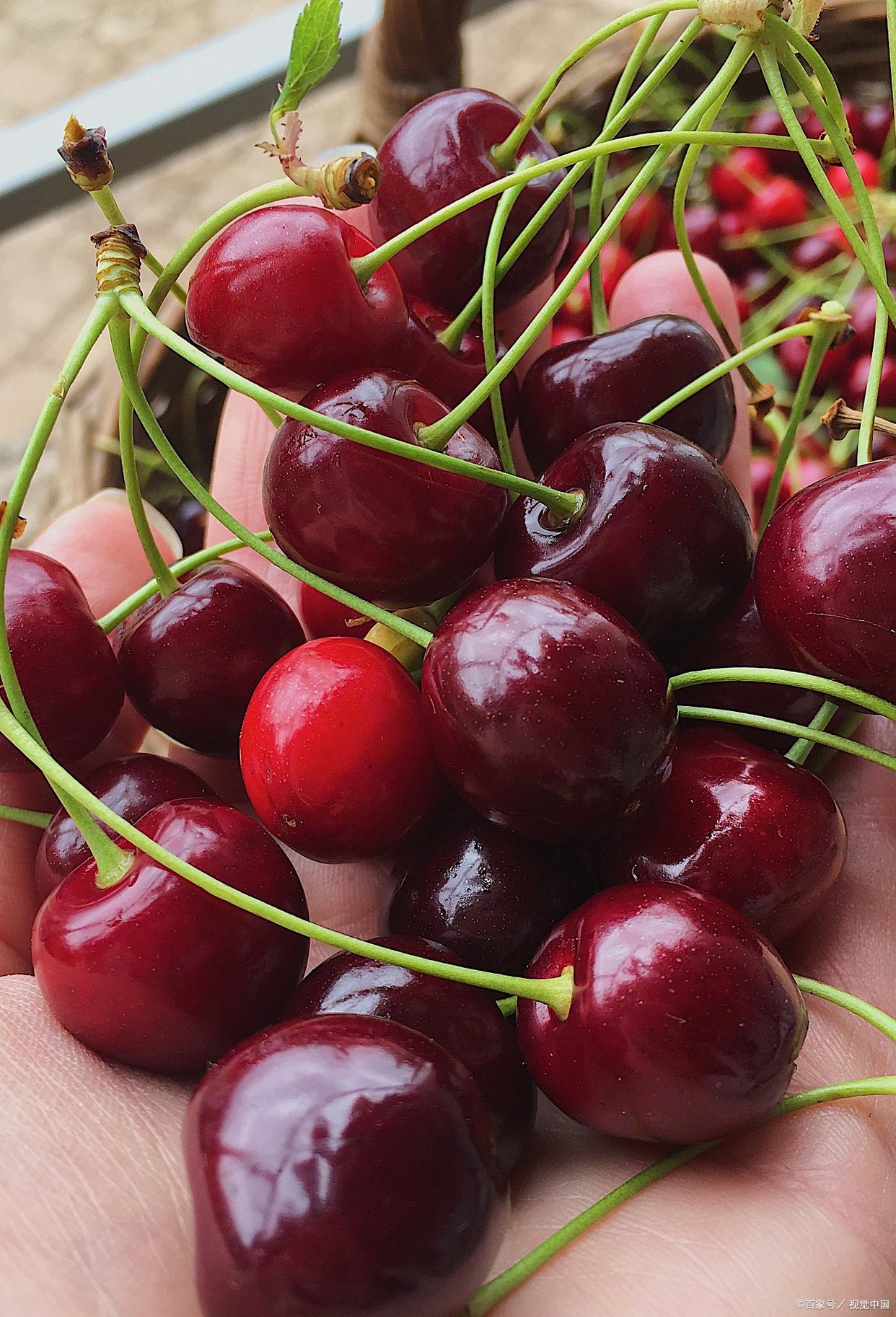 智利车厘子为什么能远距离运输,从智利车厘子海运物流费用
