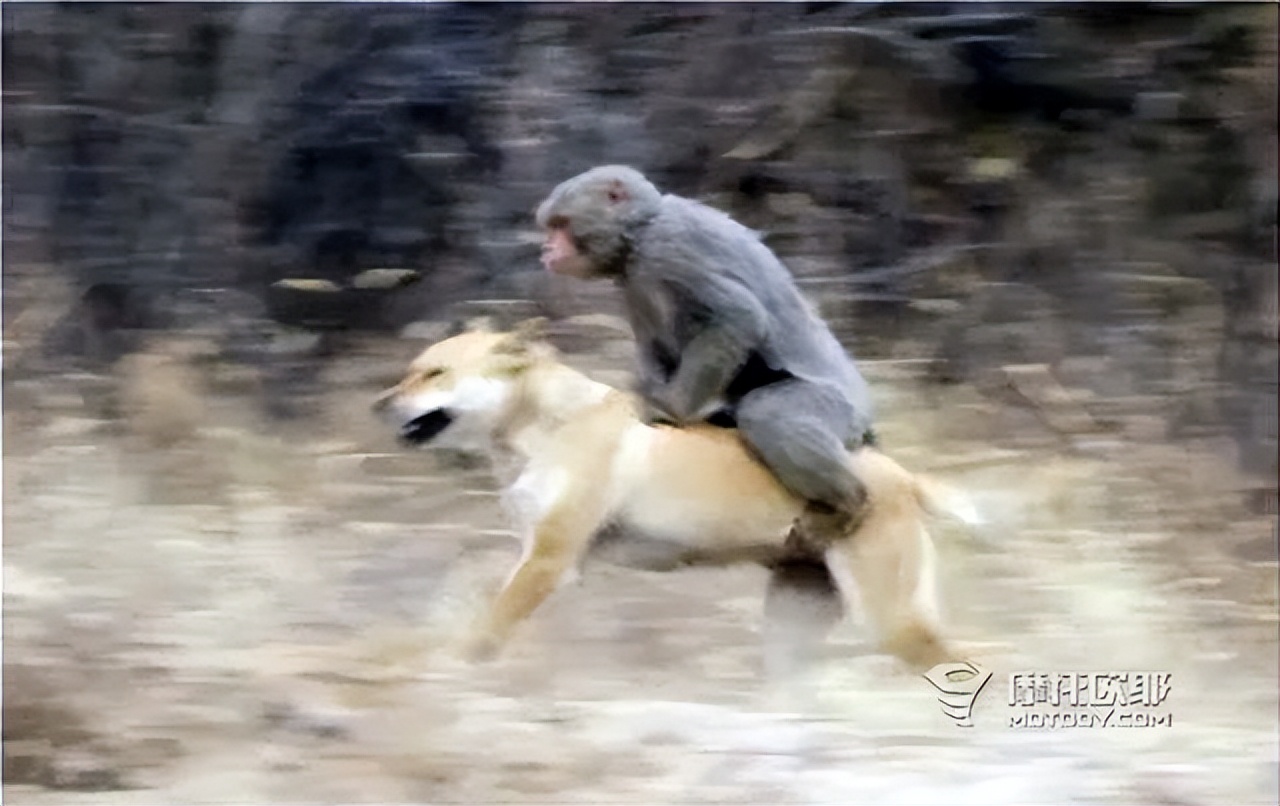 看透刀郎摩托，听完罗刹海市看完那谁评论区，再来聊聊这款迷你车