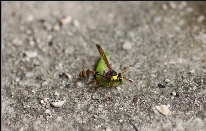 赢嬴羸蠃分别怎么读,赢羸蠃嬴这四个字什么意思