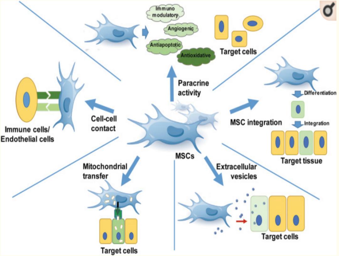 干细胞治疗肝硬化的临床研究进展,系统性硬化症干细胞
