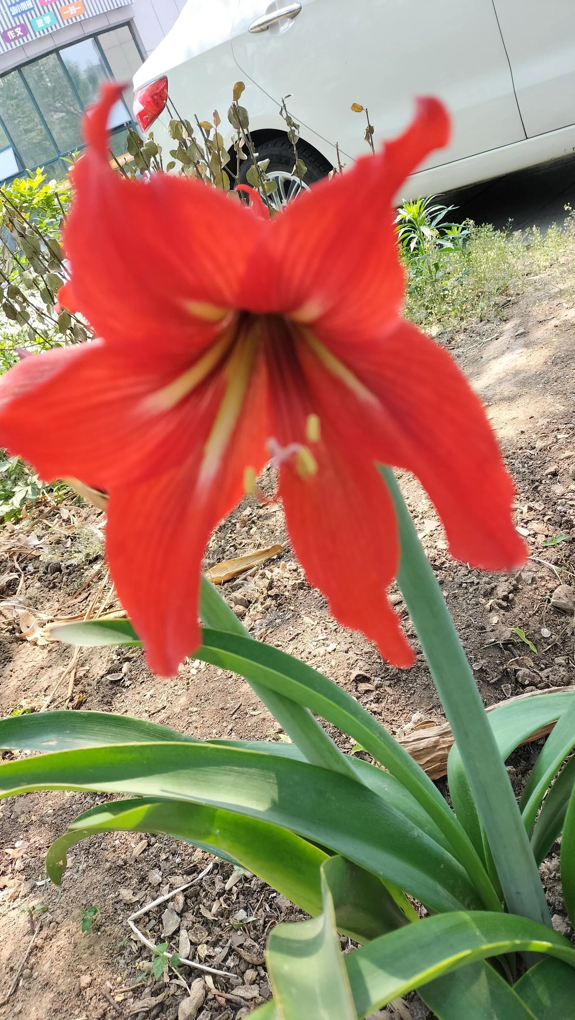 大头兰种植方法,大头兰几个花瓣