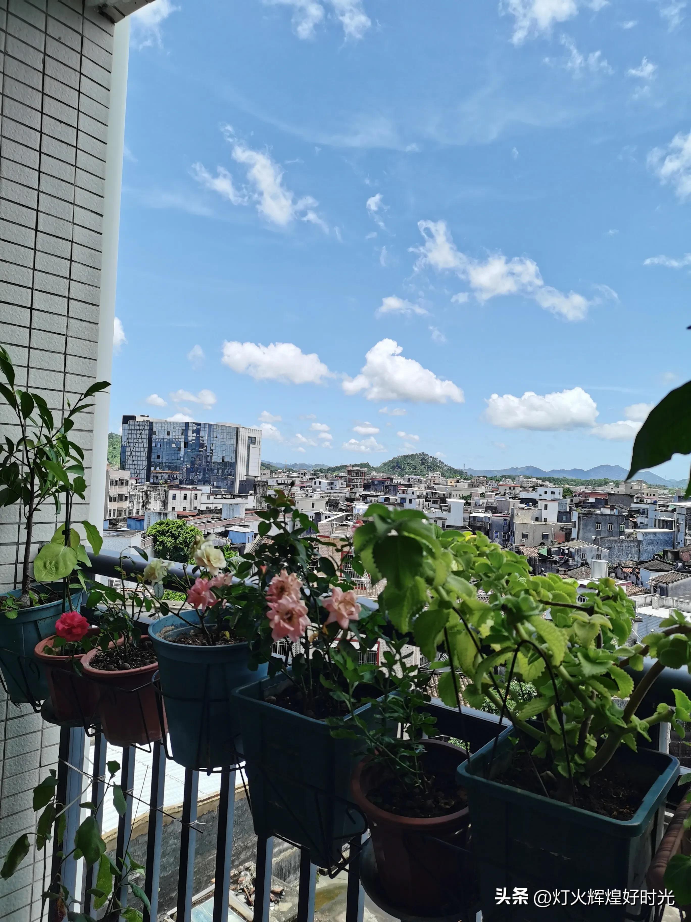 夏日掠影,雨天花开,人见人爱