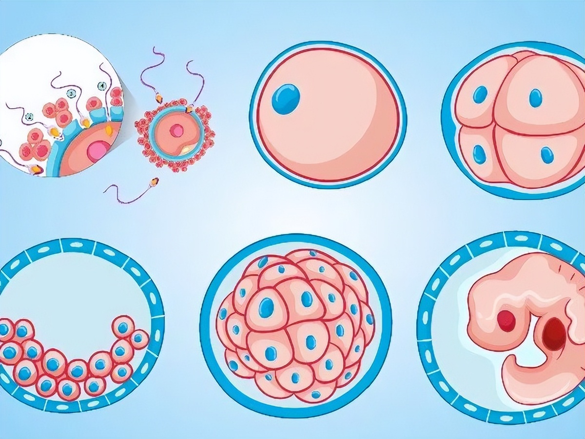 胚胎分级82是好胚胎吗,胚胎质量等级5bc与4bc有什么区别