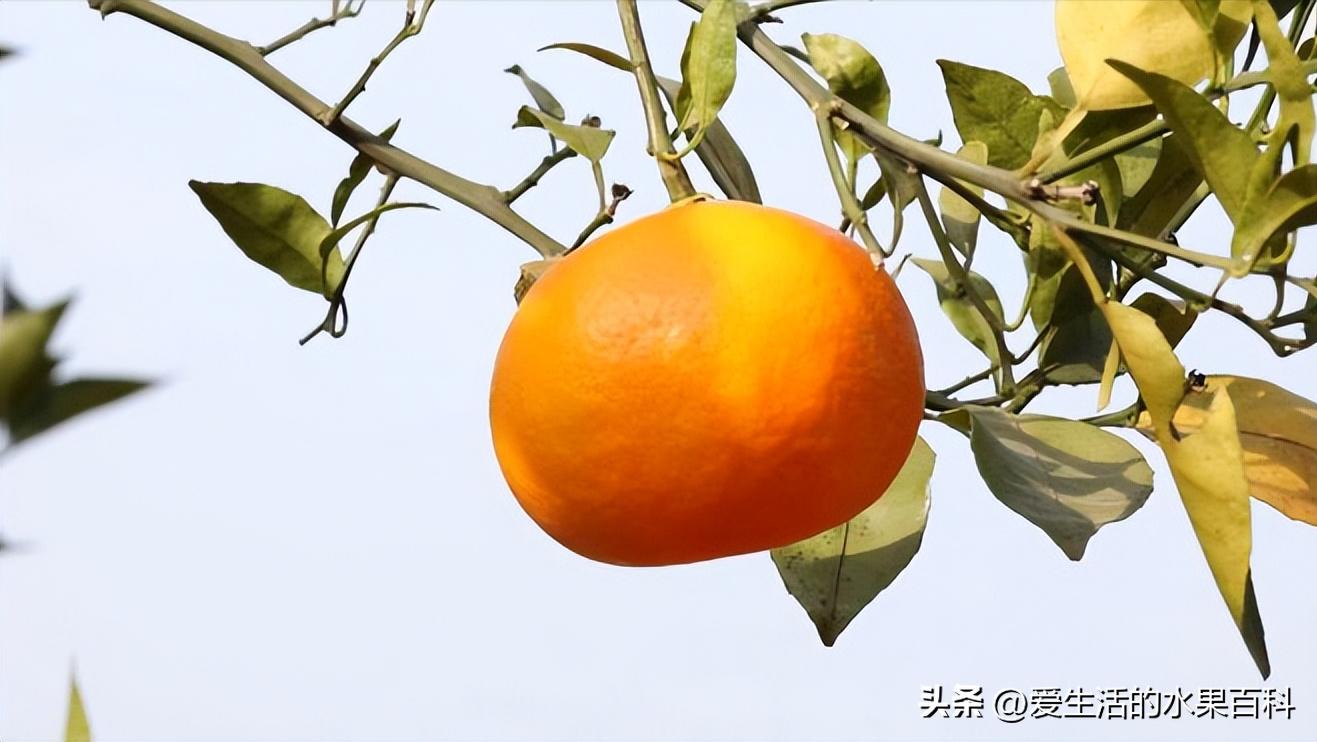 明日见柑橘行情,兴津58与明日见柑橘哪个好