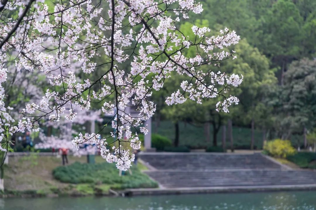 听我的，四月的杭州才是浪漫天花板。