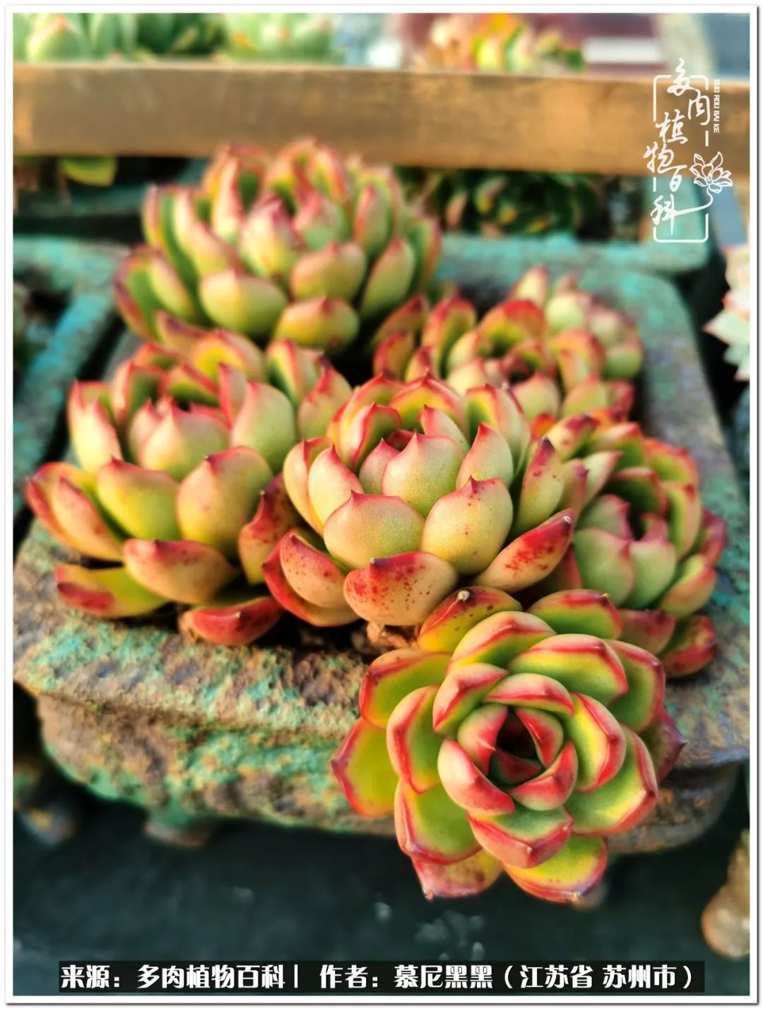 生活需要三分甜,生活需要一半禅意一半烟火