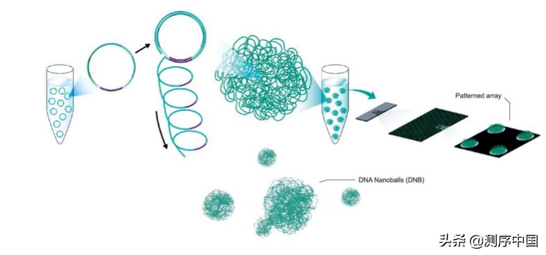 dnbseq测序技术,dnbseq测序平台