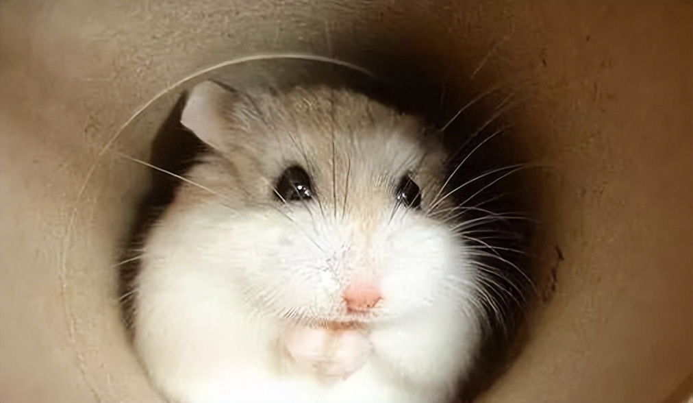 新手养一只小仓鼠,新手养仓鼠小宝宝