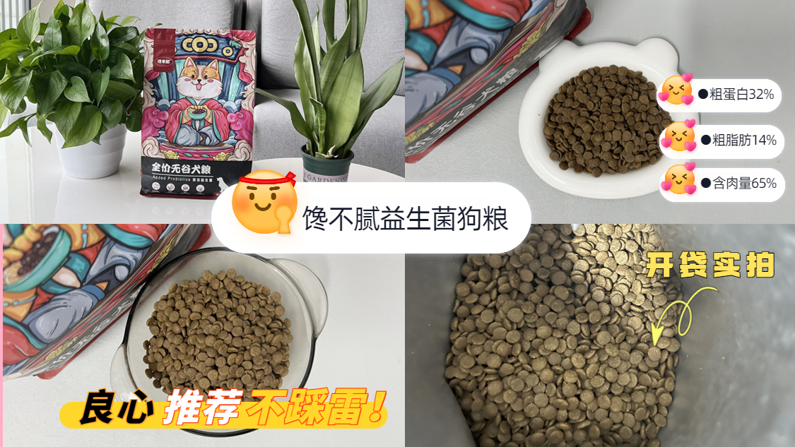 新手养狗适合养哪种小型犬,新手养狗适合养的小型犬