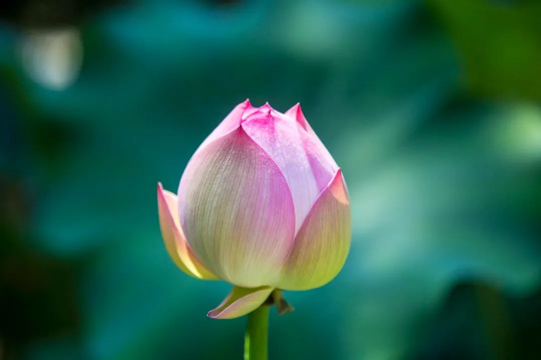 关于荷花绝美的诗句,十首荷花诗词唯美了整个夏天