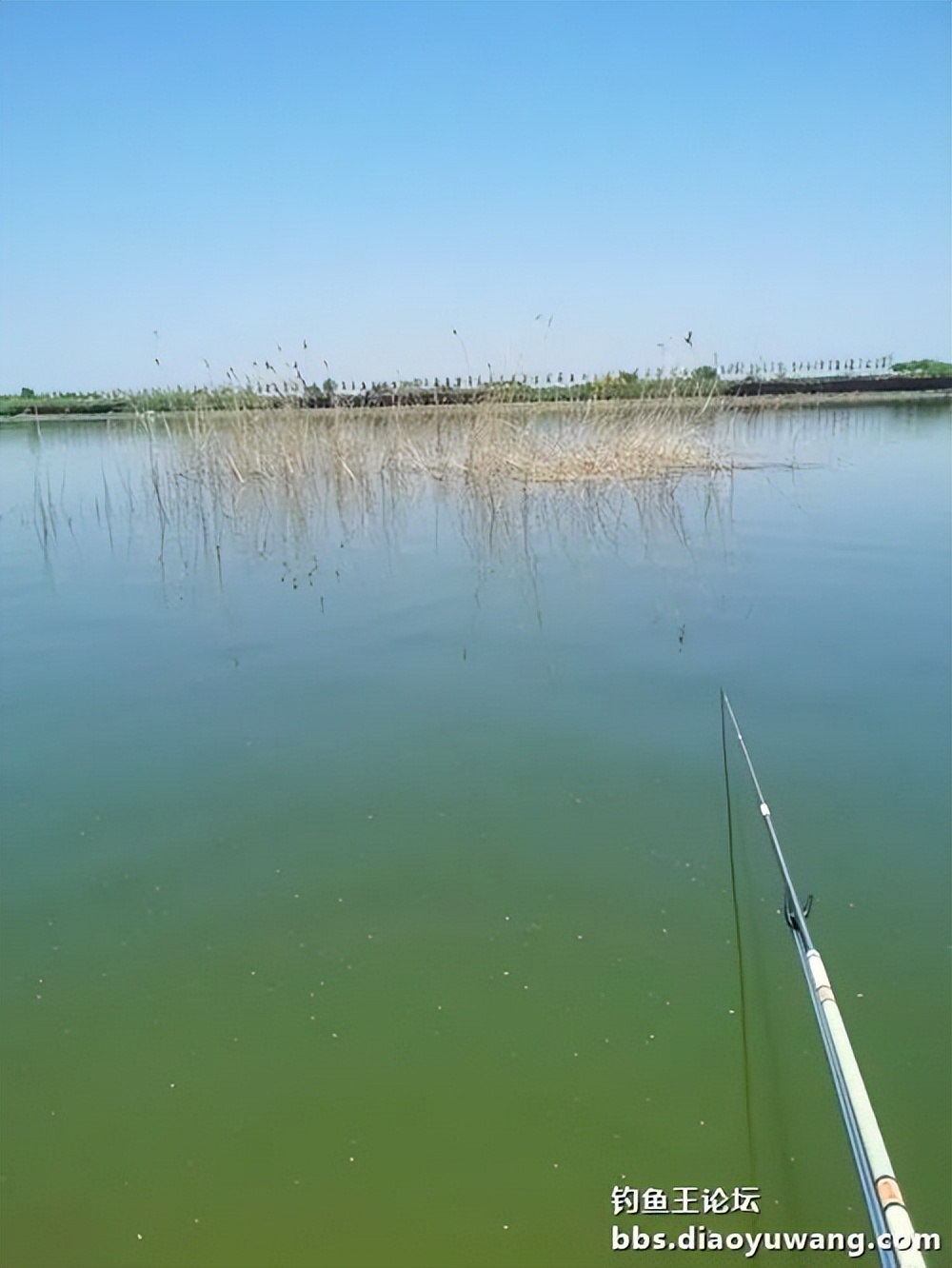 天气变冷怎么钓板鲫,温度升高钓鲢鳙
